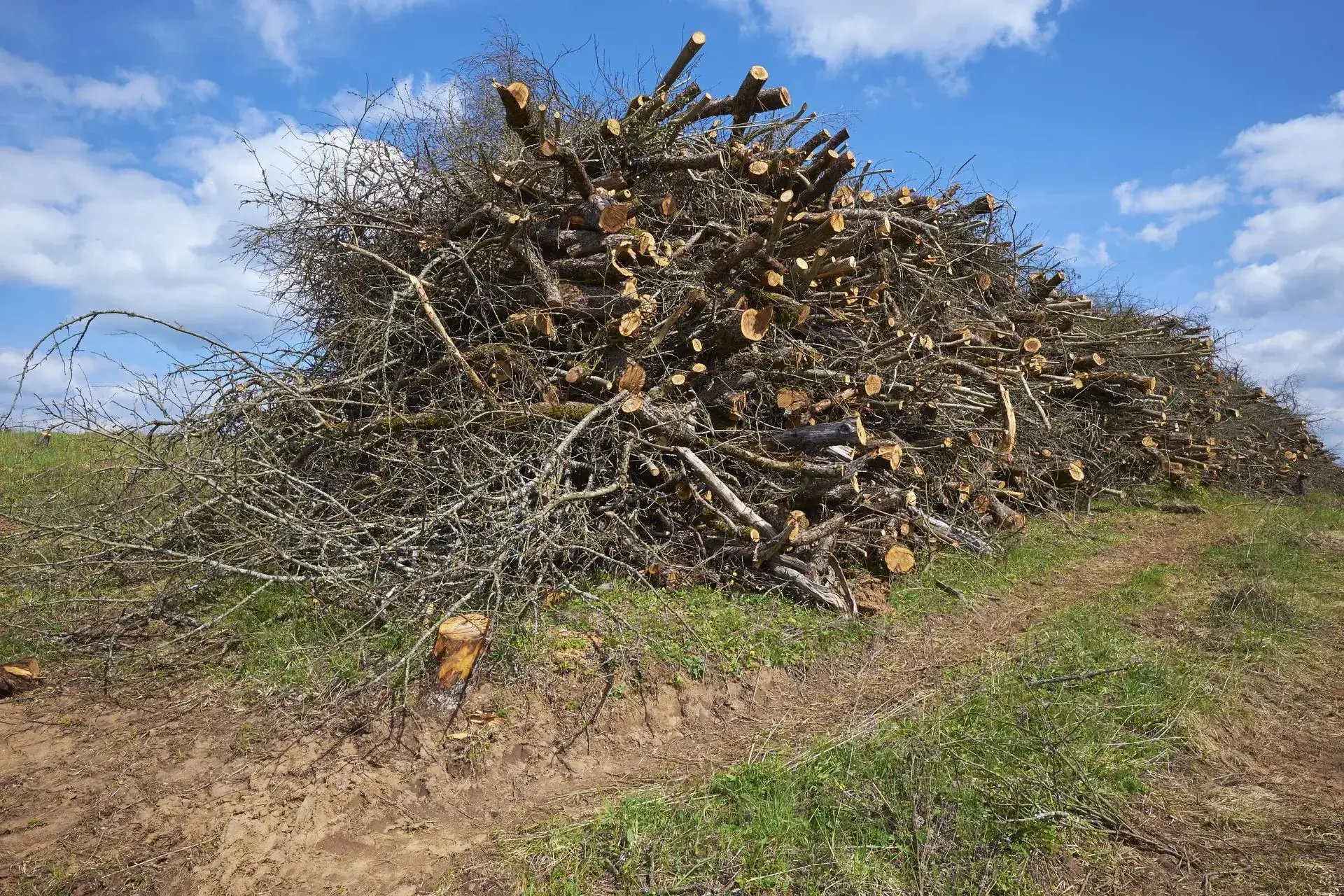 Tree Removal Athens GA Residential Experts