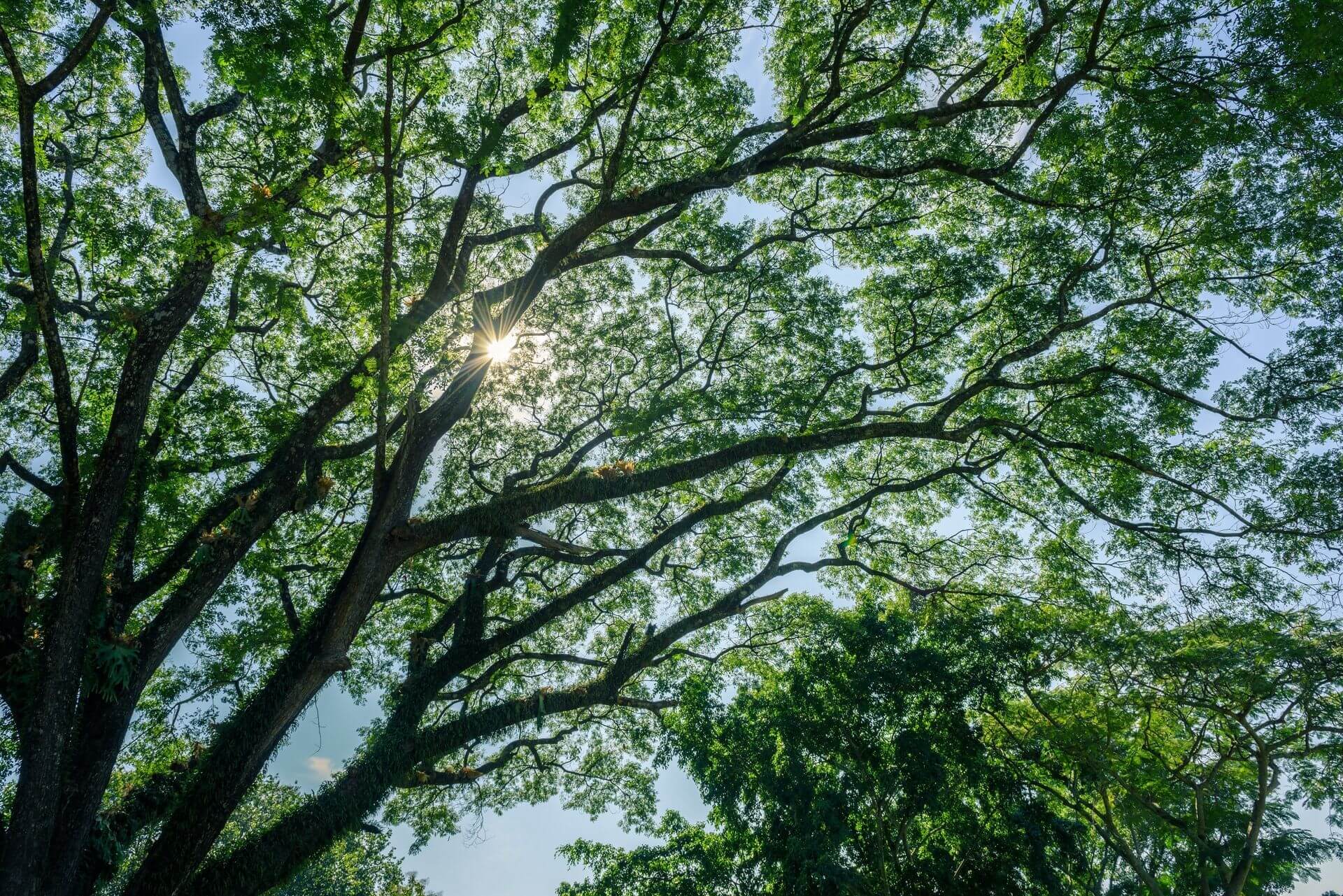 tree-service-athens-ga-1920w (1)